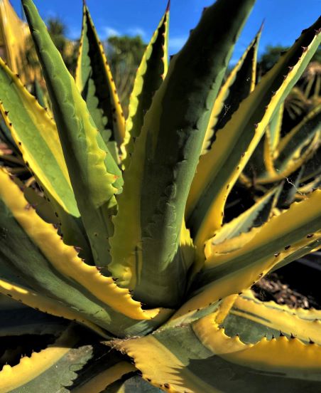 Agave cornelius | The Cactus King